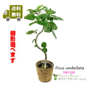 楽天市場 観葉植物 イベント 祝日 母の日 人気ランキング1位 売れ筋商品 楽天市場 観葉植物 イベント 祝日 母の日 人気ランキング1位 売れ筋商品